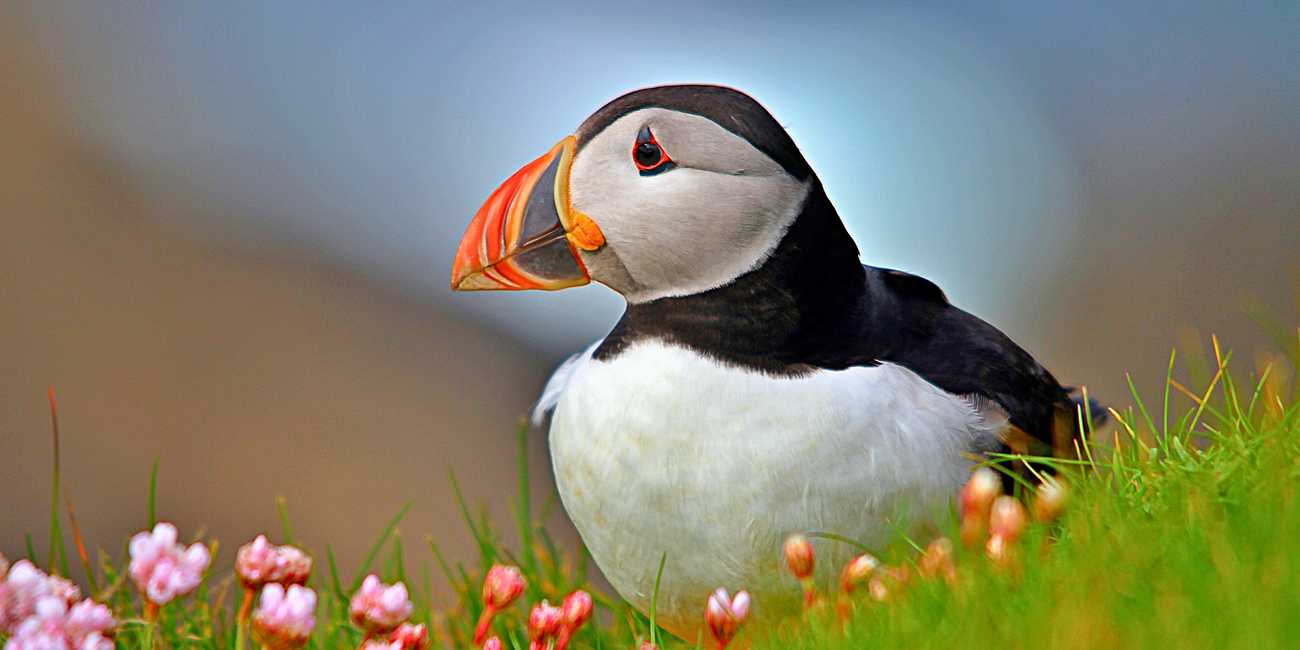 See Atlantic Puffins during nesting season – A world-class wildlife destination at the Cliffs of Moher in 2026 Close-up of an Atlantic Puffin on the grassy cliff edge at the Cliffs of Moher – Ireland's top wildlife haven and birdwatching spot in 2026